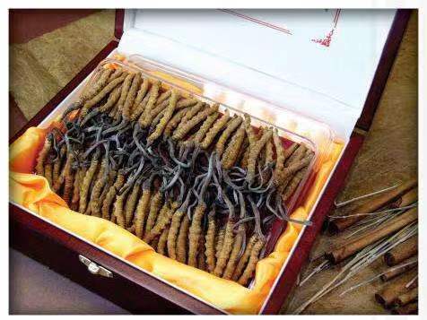 清城冬虫夏草回收